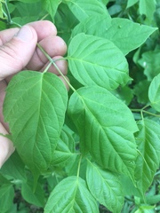 Acer negundo