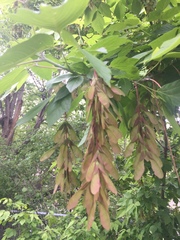 Acer negundo