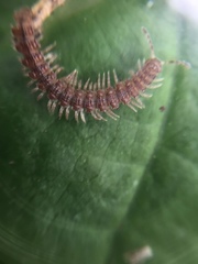 Diplopoda
