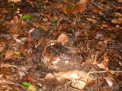 Leptodactylus labyrinthicus