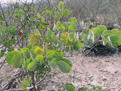 Senegalia reniformis