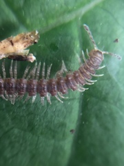 Diplopoda