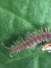 Diplopoda