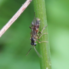 Aglaostigma aucupariae