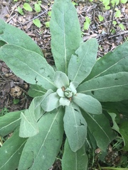 Verbascum thapsus