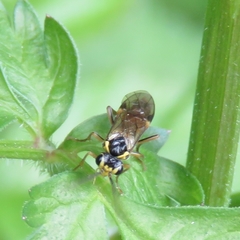 Aglaostigma aucupariae
