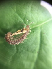 Diplopoda