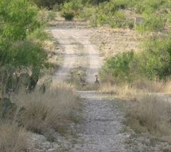 Meleagris gallopavo intermedia