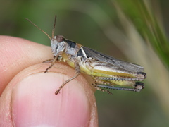 Melanoplus confusus
