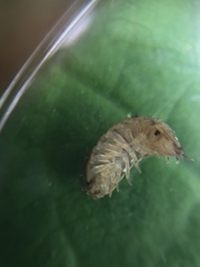 Trachelipus rathkii