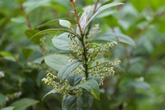 Gaultheria fragrantissima
