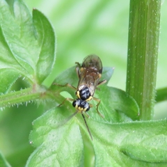 Aglaostigma aucupariae