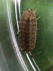 Trachelipus rathkii