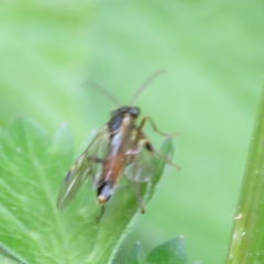 Aglaostigma aucupariae