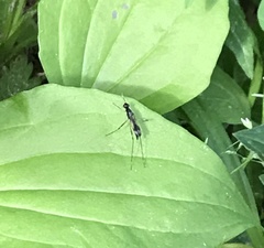 Rainieria antennaepes