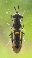 Hermetia albitarsis