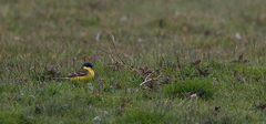 Motacilla flava thunbergi