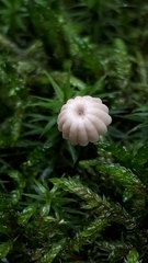 Marasmius bulliardii