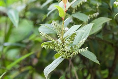 Gaultheria fragrantissima