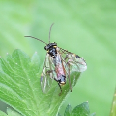 Aglaostigma aucupariae