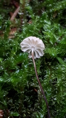Marasmius bulliardii
