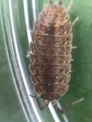 Trachelipus rathkii