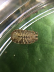 Trachelipus rathkii