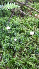 Marasmius bulliardii