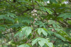 Aesculus indica