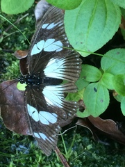 Pseudacraea lucretia