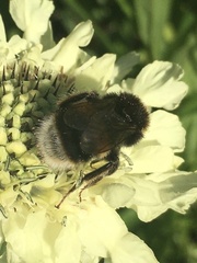 Bombus terrestris