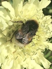 Bombus terrestris
