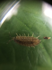 Trachelipus rathkii