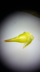 Carex echinata echinata