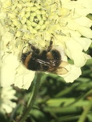 Bombus terrestris