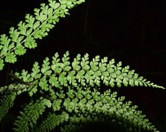 Asplenium radicans