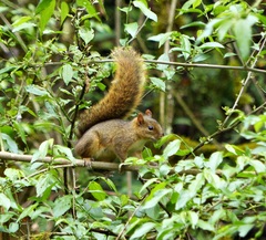 Sciurus ignitus