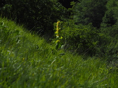 Gentiana lutea