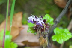 Ajuga lobata