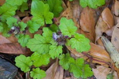 Ajuga lobata