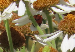 Epilachna nigrocincta