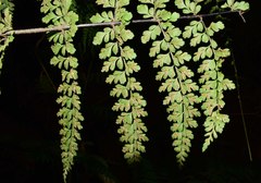 Asplenium radicans