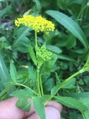 Zizia aurea