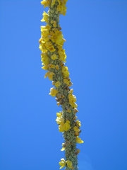 Verbascum macrurum