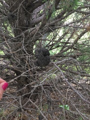Gymnosporangium juniperi-virginianae