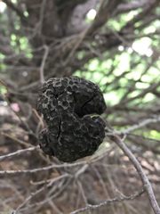 Gymnosporangium juniperi-virginianae
