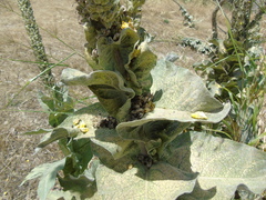 Verbascum macrurum