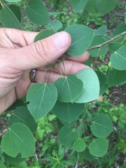 Populus tremuloides