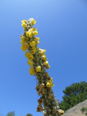 Verbascum macrurum