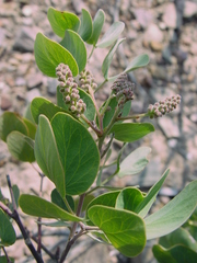 Senegalia reniformis